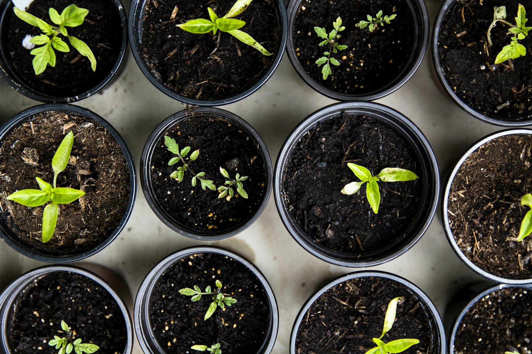 Young plants being analyzed by Grow Sun computer vision